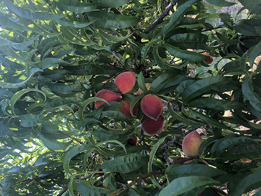 Into Spring Harvest 01